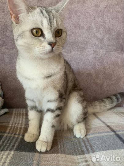 Британская кошка бесплатно