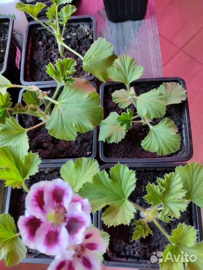 Пеларгония королевская 