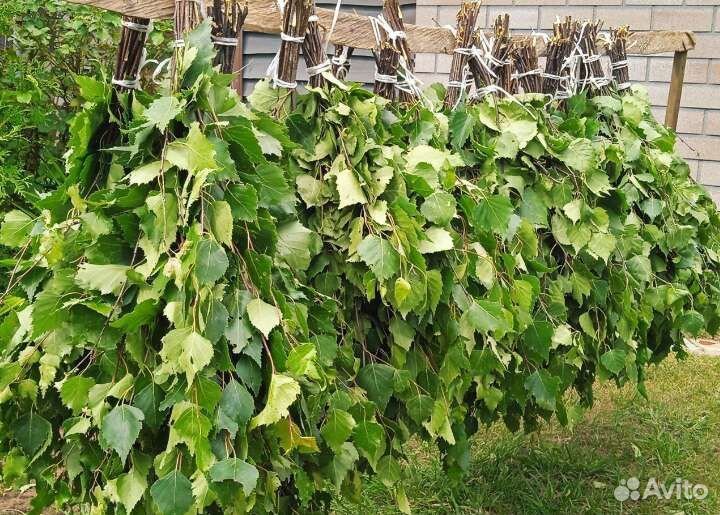 Свежие березовые веники