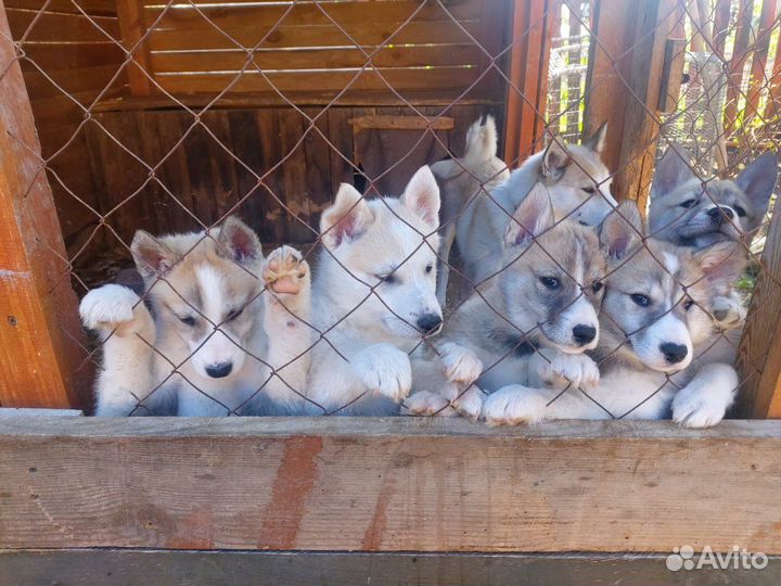 Щенки лайки западно-сибирской