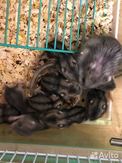 Джунгарский хомяк