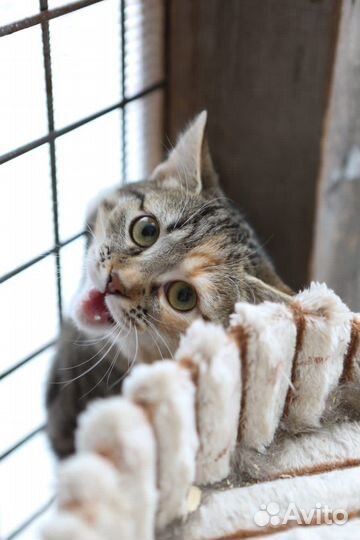 Молоденькая кошечка нуждается в доме