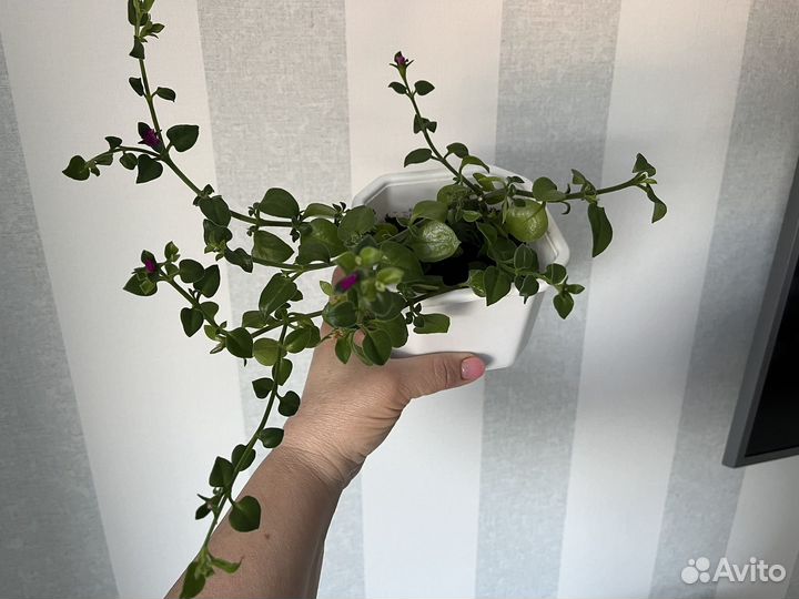 Аптения