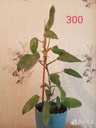 Монстера, сциндапсус,филодендрон