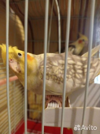 Попугай с клеткой