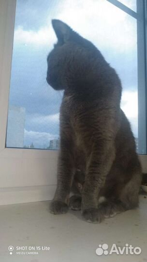 Кошка в дар