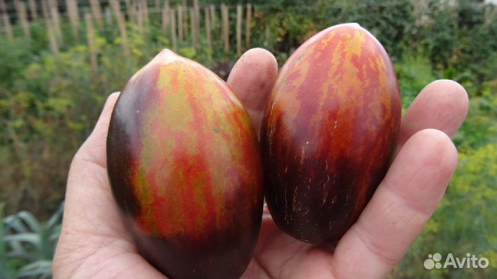 Семена томатов серия гномы