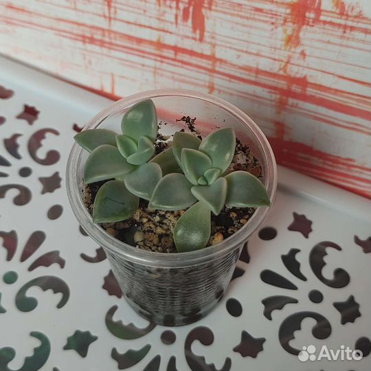 Суккуленты