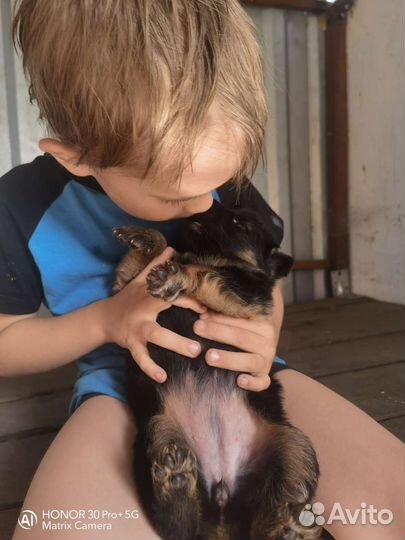 Щенки немецкой длинношерстной овчарки