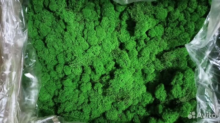 Стабилизированный мох