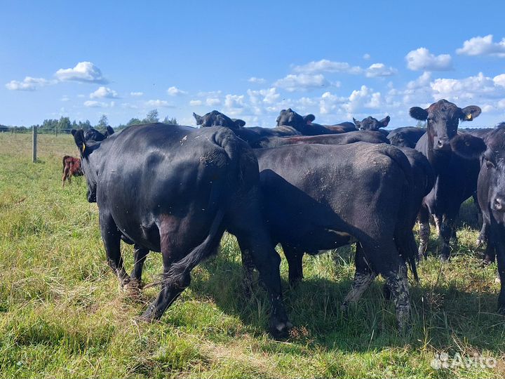 Коровы абердин ангус на мясо