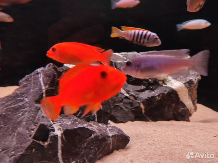 Продам мальков малавийских цихлид