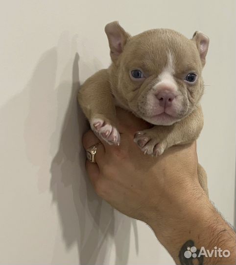 Ам Булли Микро девочка