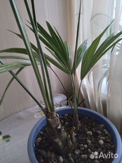 Пальма веерная