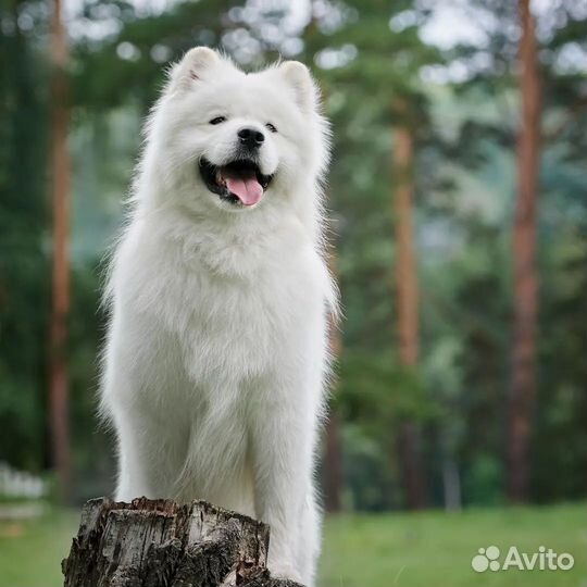 Вязка самоед