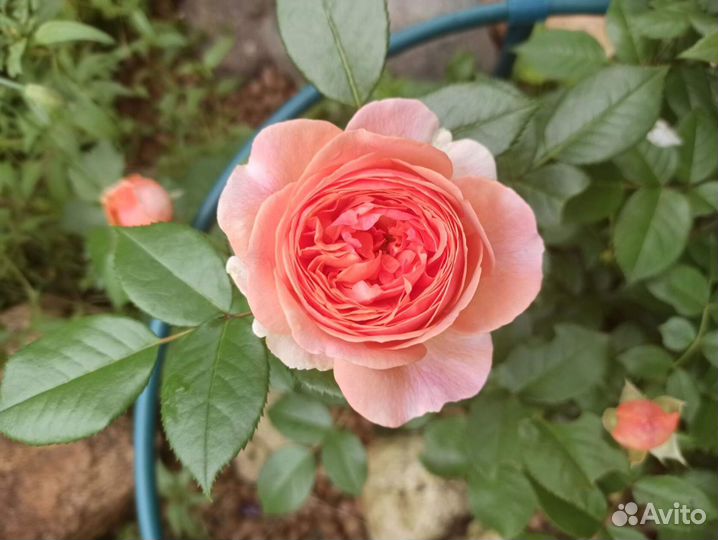 Саженцы морозостойких роз