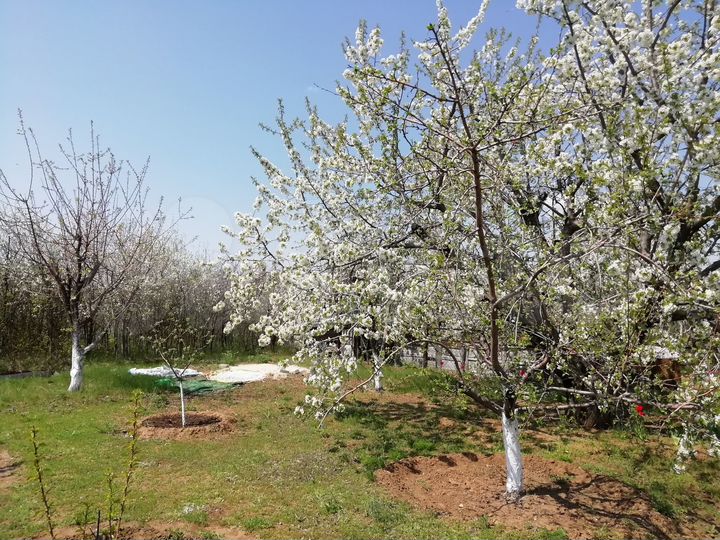 Участок 7 сот. (СНТ, ДНП)