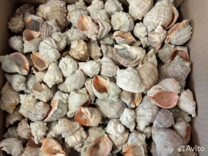 Морские ракушки раковины