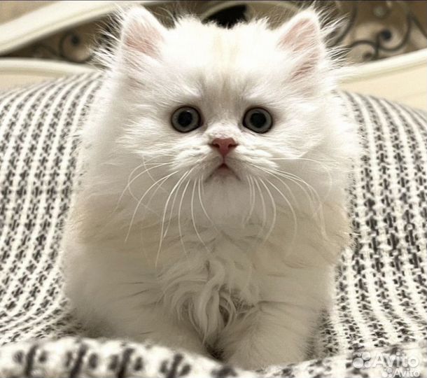 Потрясающий Длинношерстный котик 3 мес Хайленд