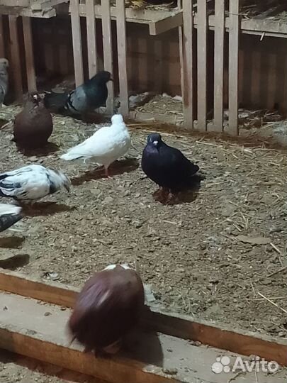 Николаевские голуби