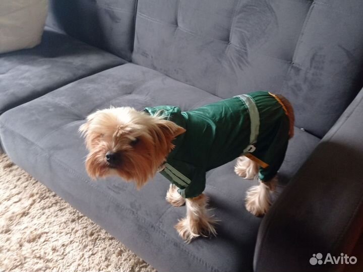 Плащ для собак