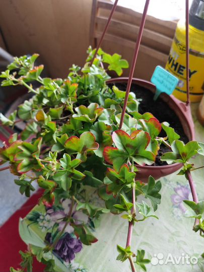 Плющелистная пеларгония Medio Karolina