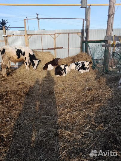 Крс хозяйстве