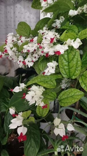 Клеродендрума