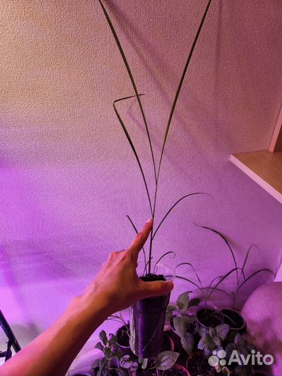 Рассада пряные травы, аптекарский огород