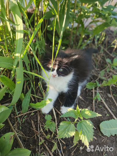 Котята бесплатно с доставкой на дом