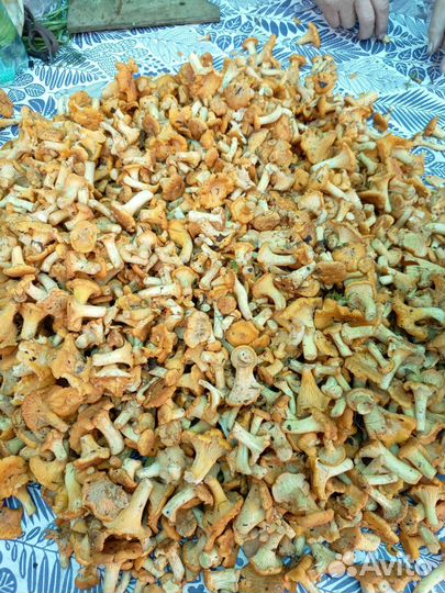 Грибы лисички свежие