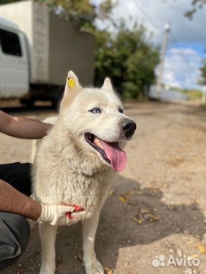 Сибирский Хаски
