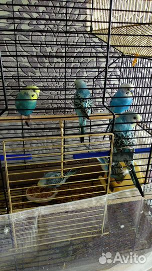 Продам птенцов волнистых попугаев