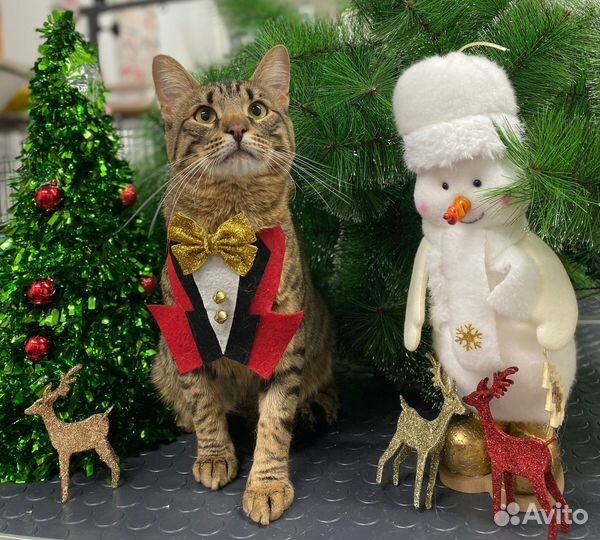 Стрижка кошек и собак