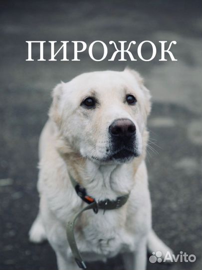 Алабай в добрые руки