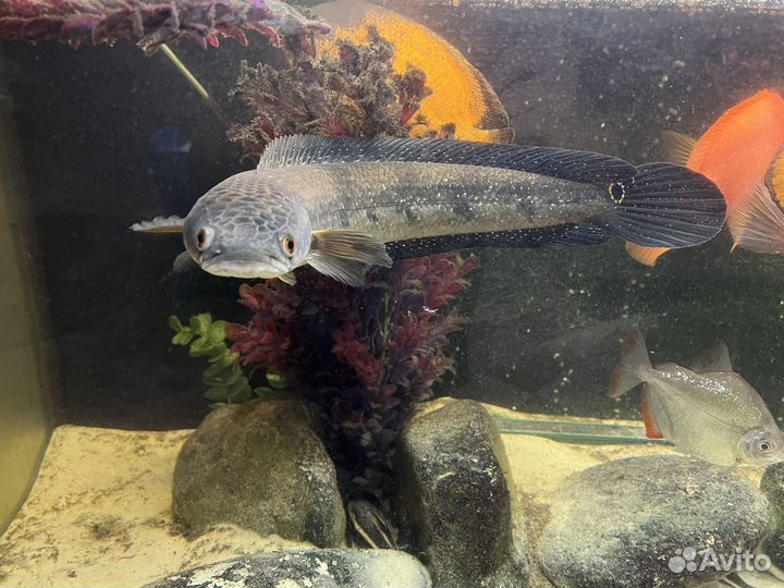 Рыба змееголов