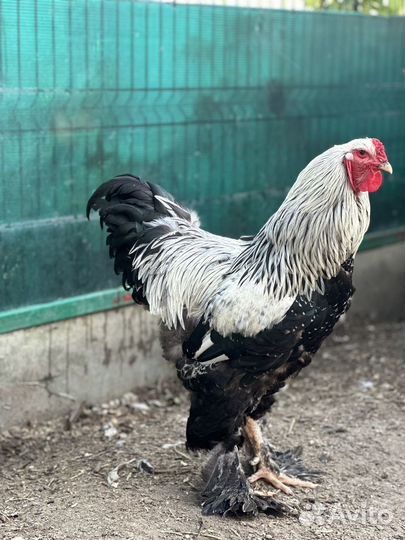 Петух брама