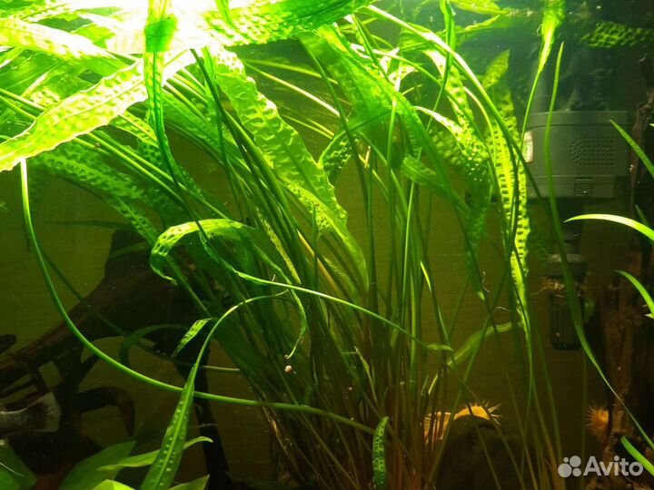 Криптокорина