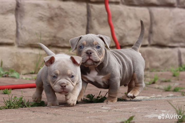 Собака американский булли