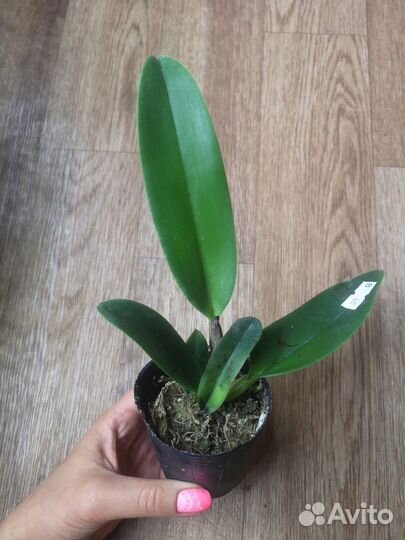 Орхидея дендробиум