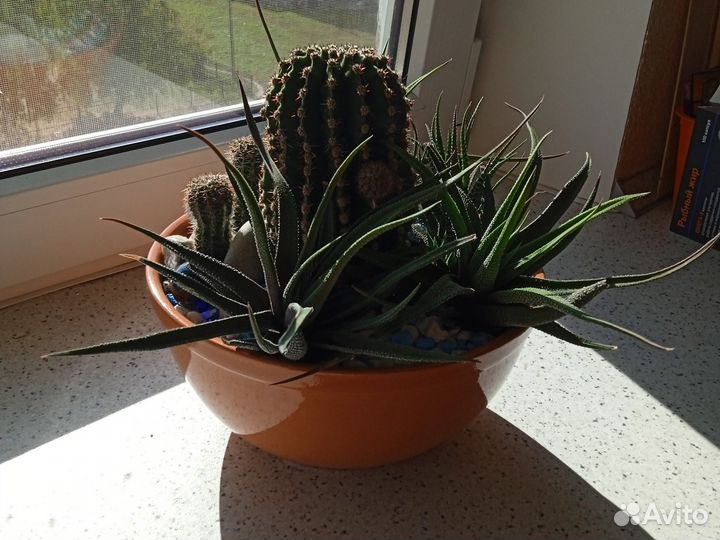 Композиция из кактусов и суккулентов (хавортии)