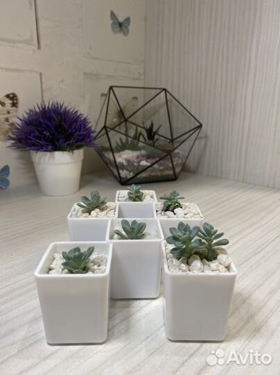 Суккуленты