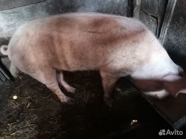 Продам борова