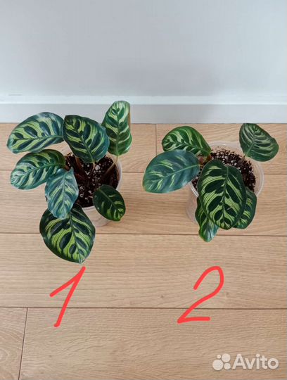 Калатея макоя