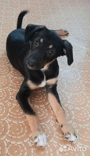 Привитая, стерильная Ася - щенок-девочка 9 мес