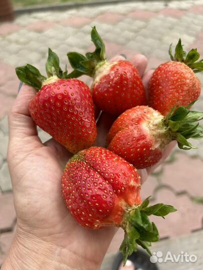 Клубника крупноплодный сорт, чамора туруси