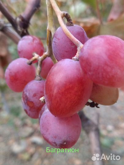 Черенки винограда