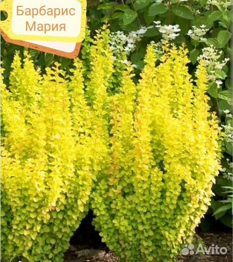 Барбарисы и эхинацея
