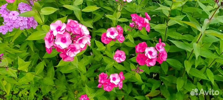 Флоксы многолетние