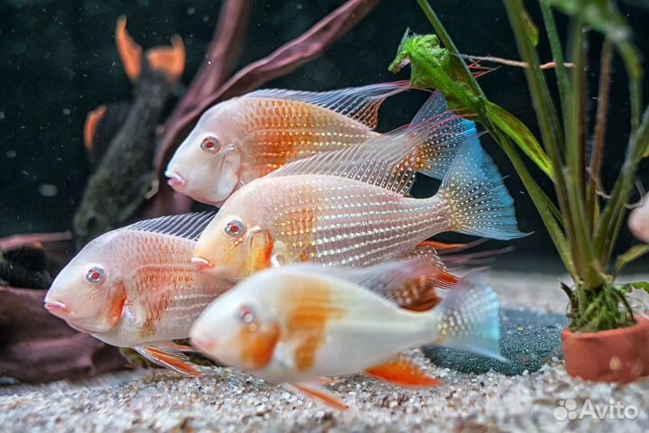 Редкая экзотическая рыба и Дискусы/Discus (Новое)